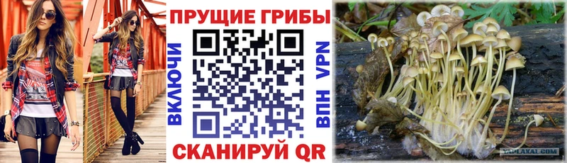 МЕГА вход  Сунжа  Псилоцибиновые грибы ЛСД  как найти  